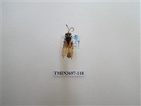 藏品(膜翅目(蜂))的圖片